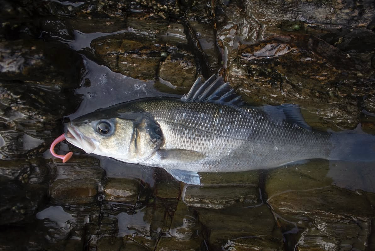 4"Paddle tail lures x 5 (Salmon Glow) with hook slot