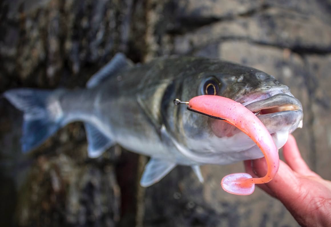 4"Paddle tail lures x 5 (Salmon Glow) with hook slot