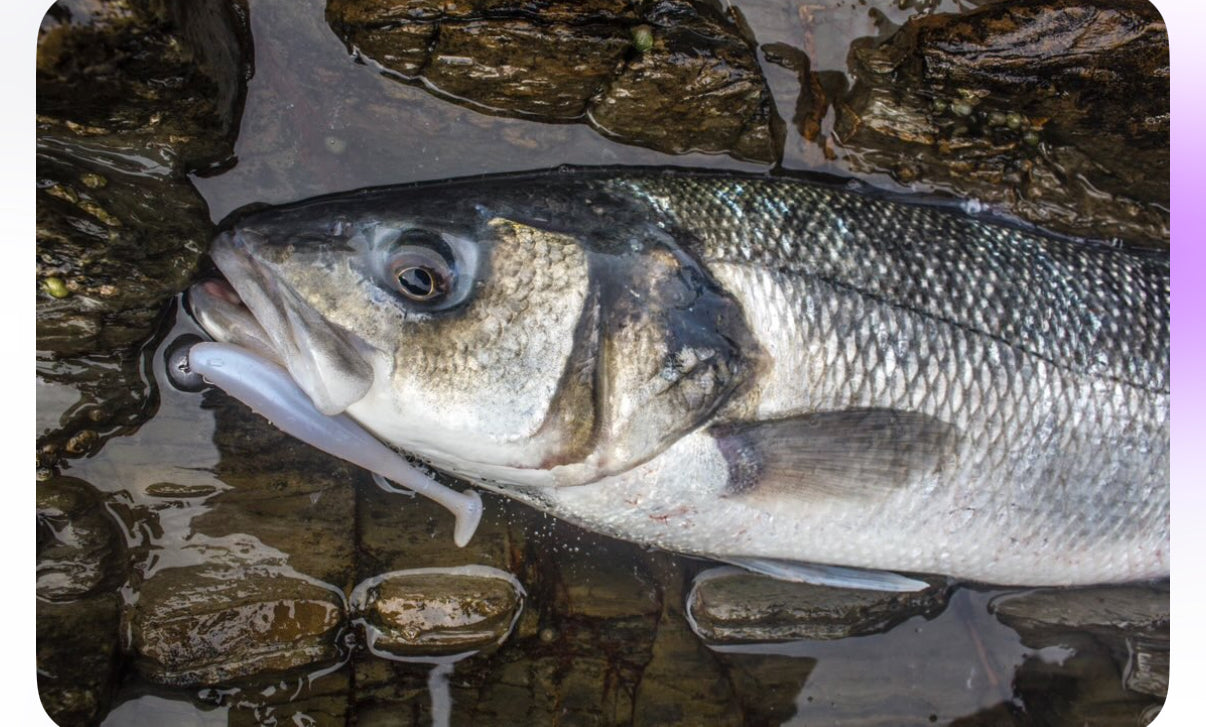 4" Paddle Tail Lures X 5 (Lunar Mist) with hook slot