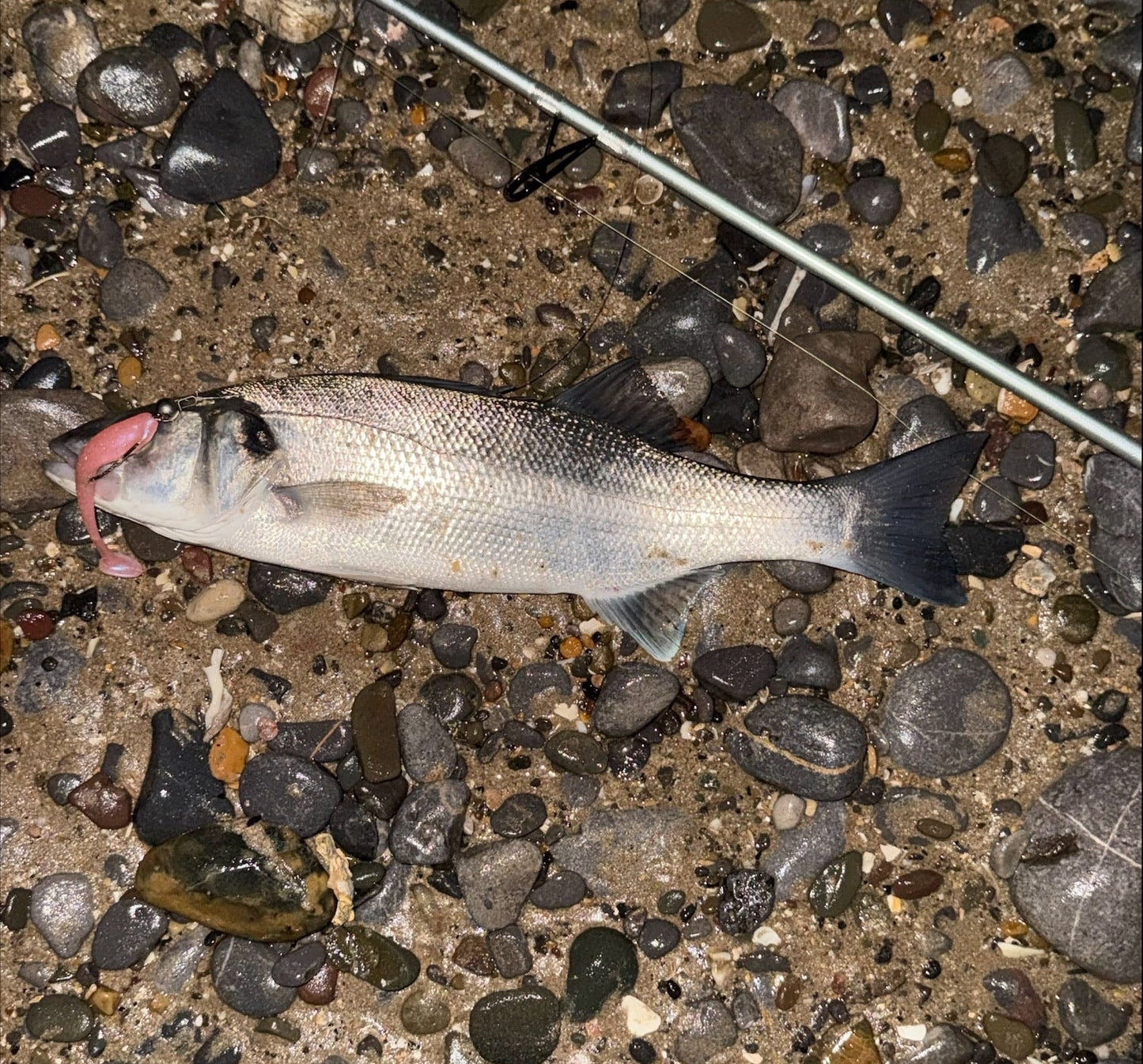 4"Paddle tail lures x 5 (Salmon Glow) with hook slot